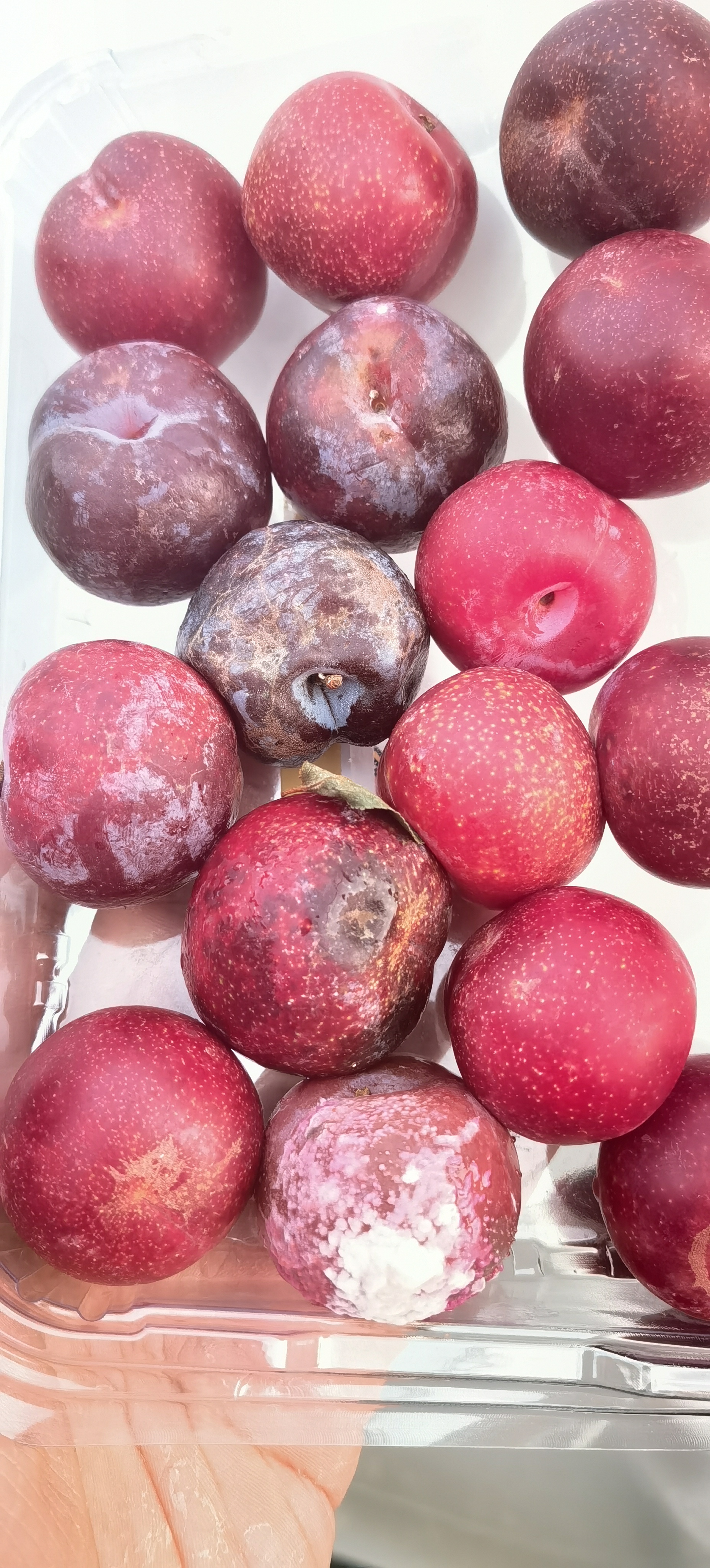 在沃尔玛买的精品盒装李子回家发现腐烂长毛,向客服反映,客服拒绝理赔